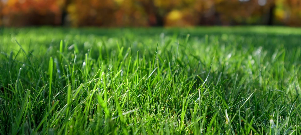 Pelouse parfaitement entretenue dans un jardin paysager avec arbustes taillés en topiaire, massifs d'arbustes ornementaux et végétation dense en arrière-plan