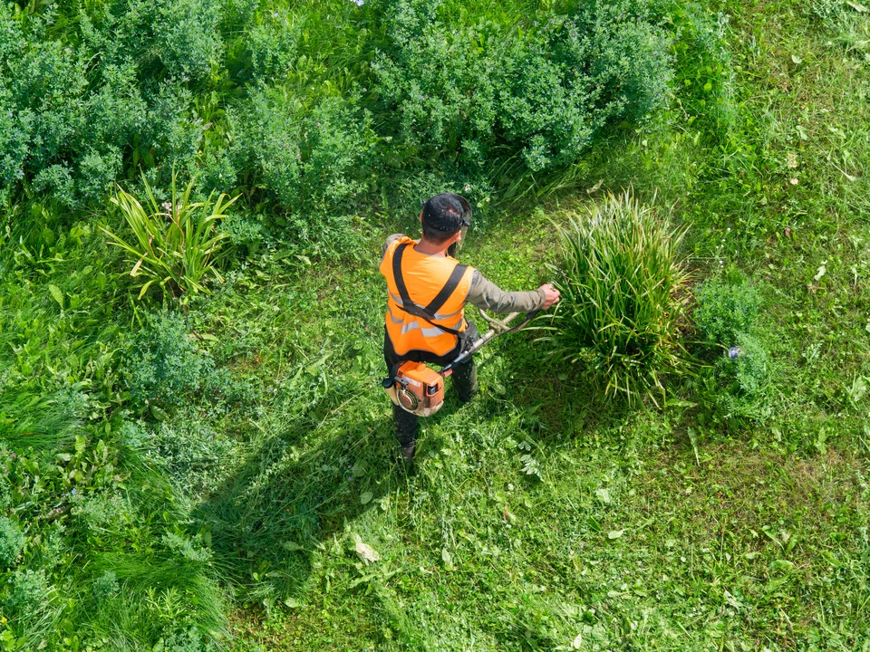 Vaste pelouse verte parfaitement entretenue dans un parc public avec arbres matures en arrière-plan et ciel bleu nuageux